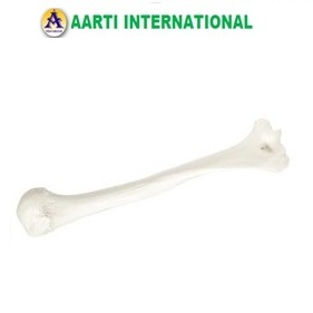 White Humerus Bone