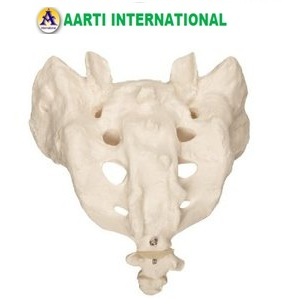 White Sacrum