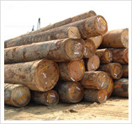 Malaysian Round logs By A. N. TIMBER PVT. LTD.