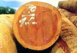 Kapur Round Logs