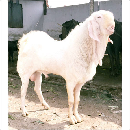 Beetal Goat Supplier,Hansa Goat Trader,Maharashtra,India