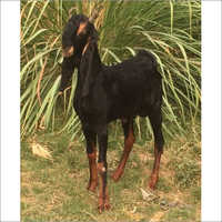 Kota Goat
