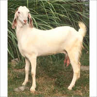 Jamunapari Goat - 60-100 Kg Weight Range, White Coat Color | High Milk Production 5-7 Liters, High Meat Yield, Affordable, Good Weight