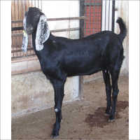 Beetal Goat