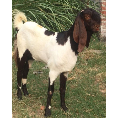 Totapari Goat
