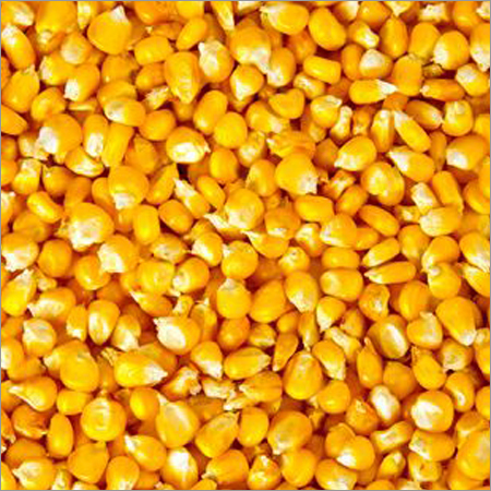 Maize