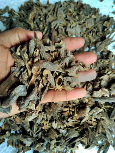 Agarwood Mudi