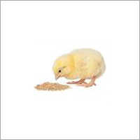 Poultry Feed Grains - Wheat, Corn, Barley Blend | Enhanced Nutritional Value With High Energy Content And Non-toxic Ingredients