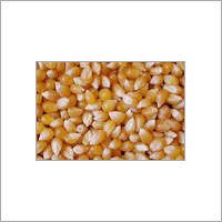 Maize Animal Feed