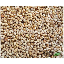 Sesame Seeds Sesame Seeds