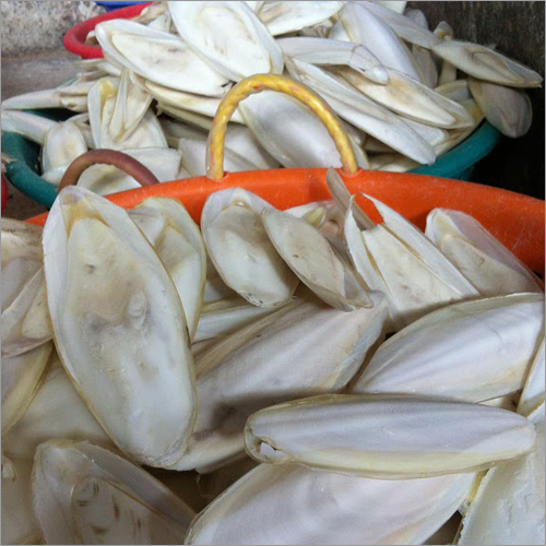 After Cleaning Cuttlefish Bone