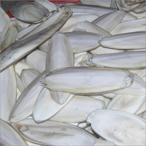 Clean White Cuttlefish Bone