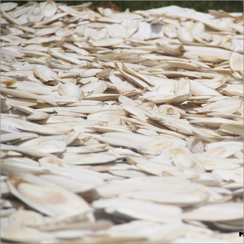 Cuttlefish Bone Drying Process