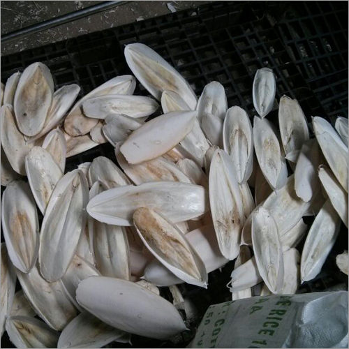 Cuttlefish Bone Exporters