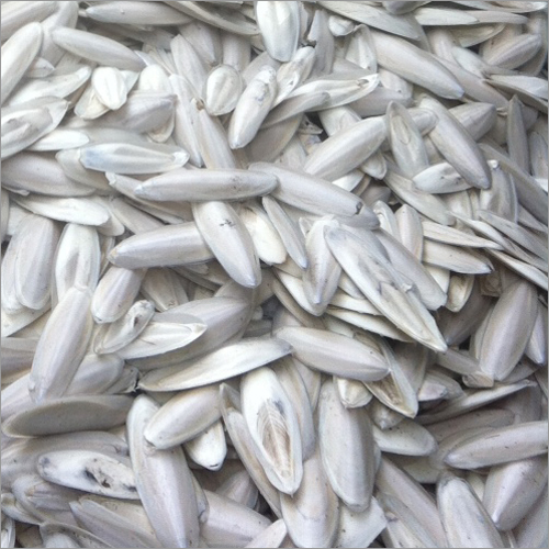 Cuttlefish Bone Ready For Cleaning