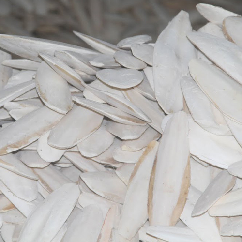 Trimmed White Cuttlefish Bone