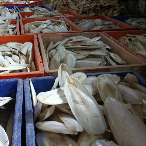 Untrimmed Cuttlefish Bone