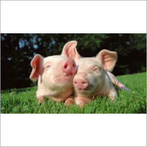 Livestock Feed Additives