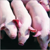Natural Dietary Fiber For Animals Efficacy: Promote Healthy