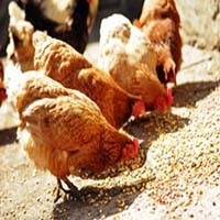 Universal Multi-Vitamin for Poultry - Vital Nutrient Blend | Immunity Boosting, Growth Promoter, Powder Form, Suitable for Chickens and Other Birds