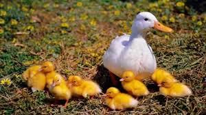Multi Vitamin For Duck Application: Fodders