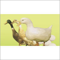 Nourishing Elements For Laying Ducks Application: Fodders