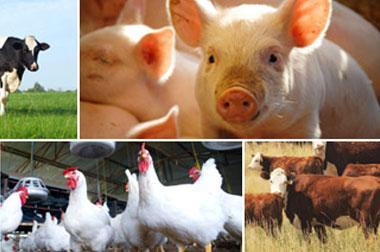 Vitamin Feed Premix For Livestock Efficacy: Promote Healthy
