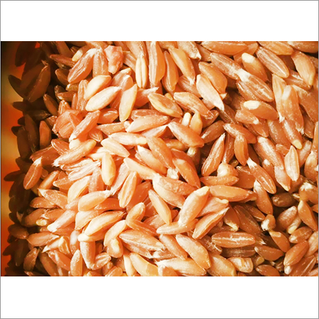 Fresh Samba Wheat