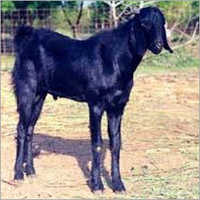 Osmanabadi Goat