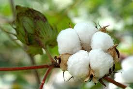 Raw Cotton