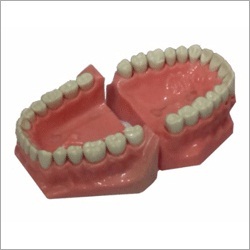 API Jaw Teeth Set