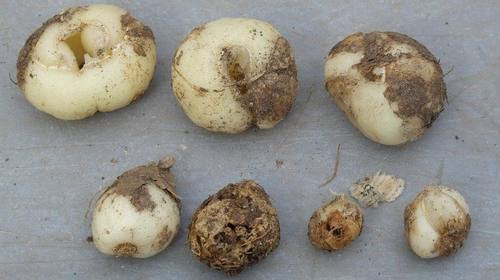 yellow Himalayan fritillary