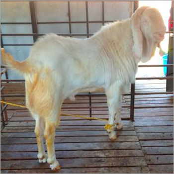 Patira Goat
