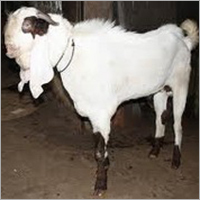 Hydrabadi Goat