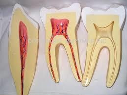 HUMAN FIBRE MODELS