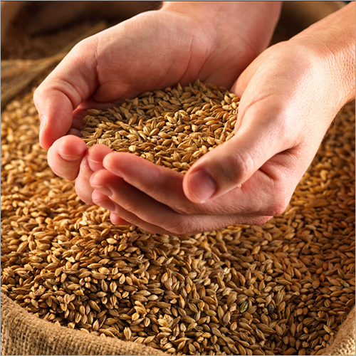 Barley