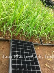 Black Sugarcane Trays