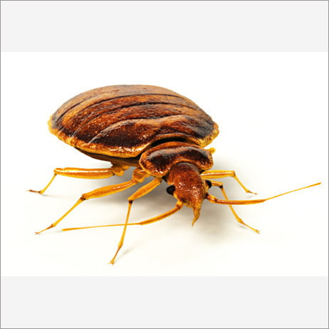 Bed Bug Control Bed Bug Control