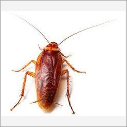Cockroach Control