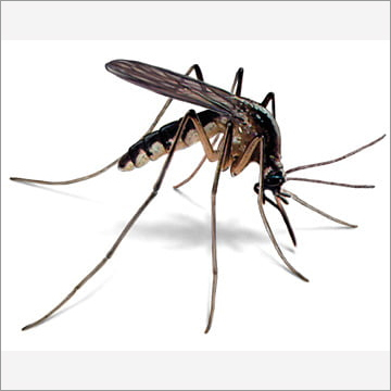 Mosquito Control