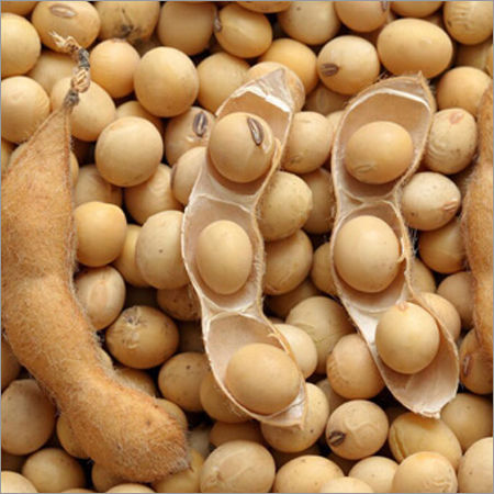 Non gmo Soybeans