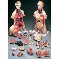 Human Torsos Models - Accuracy: High Â°c