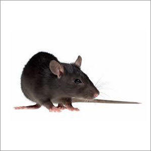 Rat Control