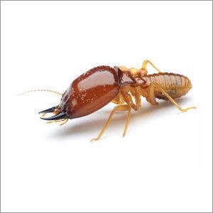 Termites Control Termites Control