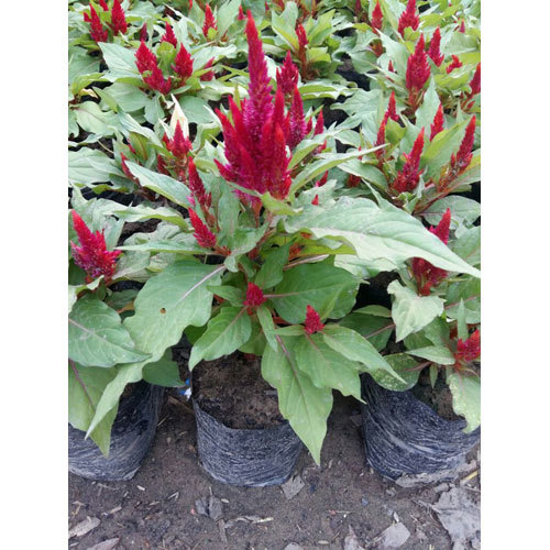 Seasoning Flower Plant