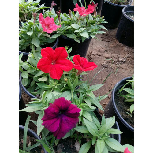 Fresh Flower Plant