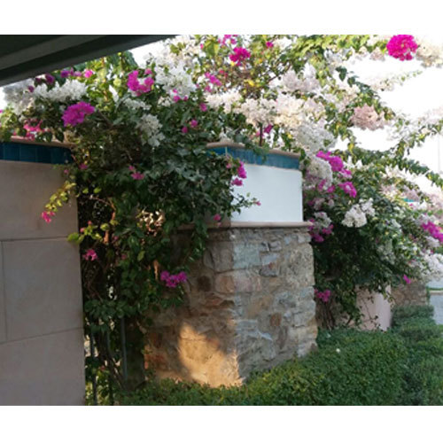 Outdoor Home Plant