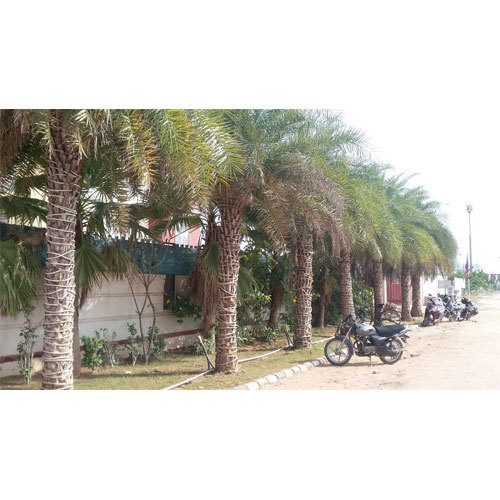 Palm Landscaping Desiging Service By PALM VALLEY NURSERY & LANDSCAPE