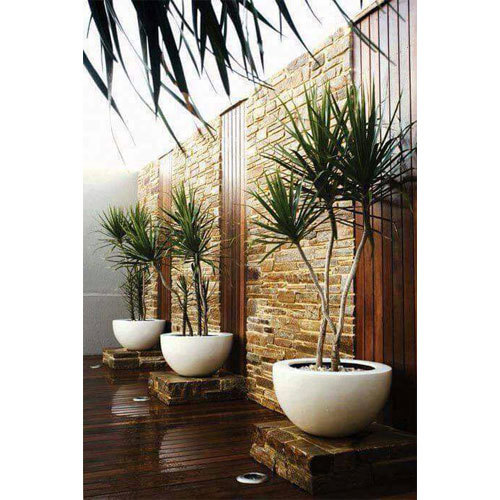 Interior Decoration Plants