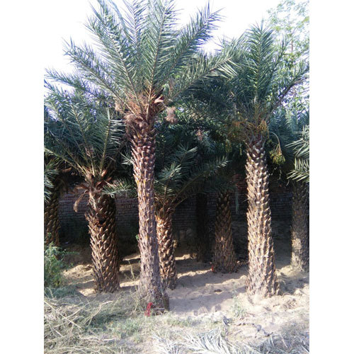 Indoor Palm Plants